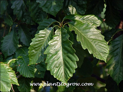 Rock Chestnut Oak (Quercus prinus)
The leaves are coarsely toothed, crenate and elliptical.